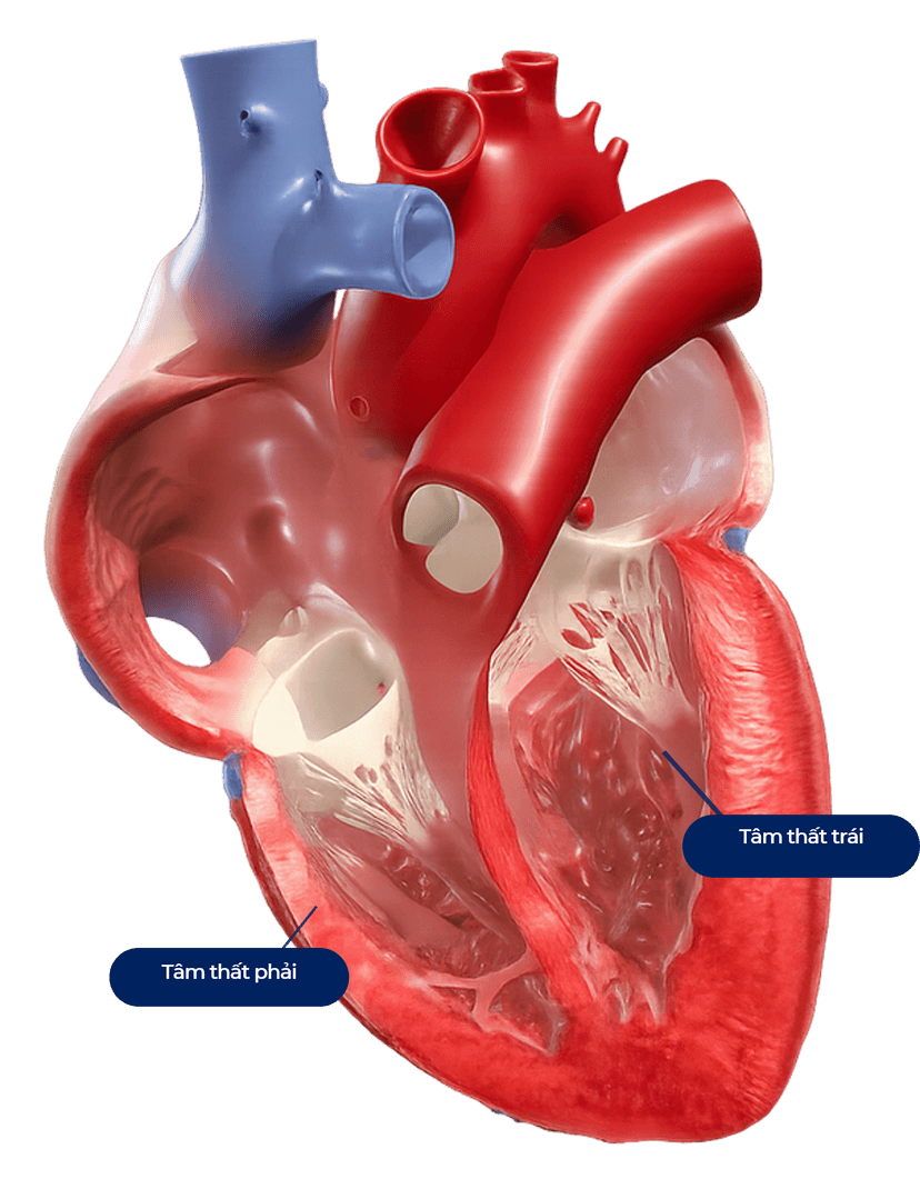 Heart